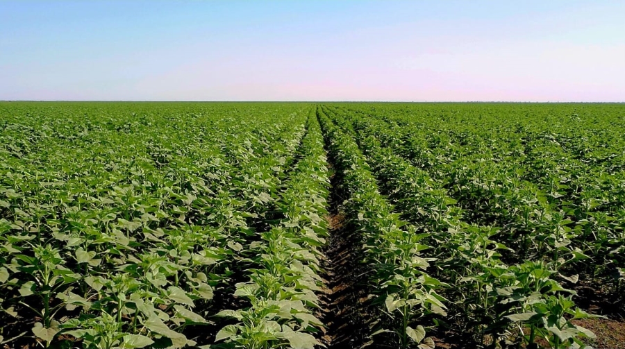 Commercial Property for Sale in Bainsvlei Free State